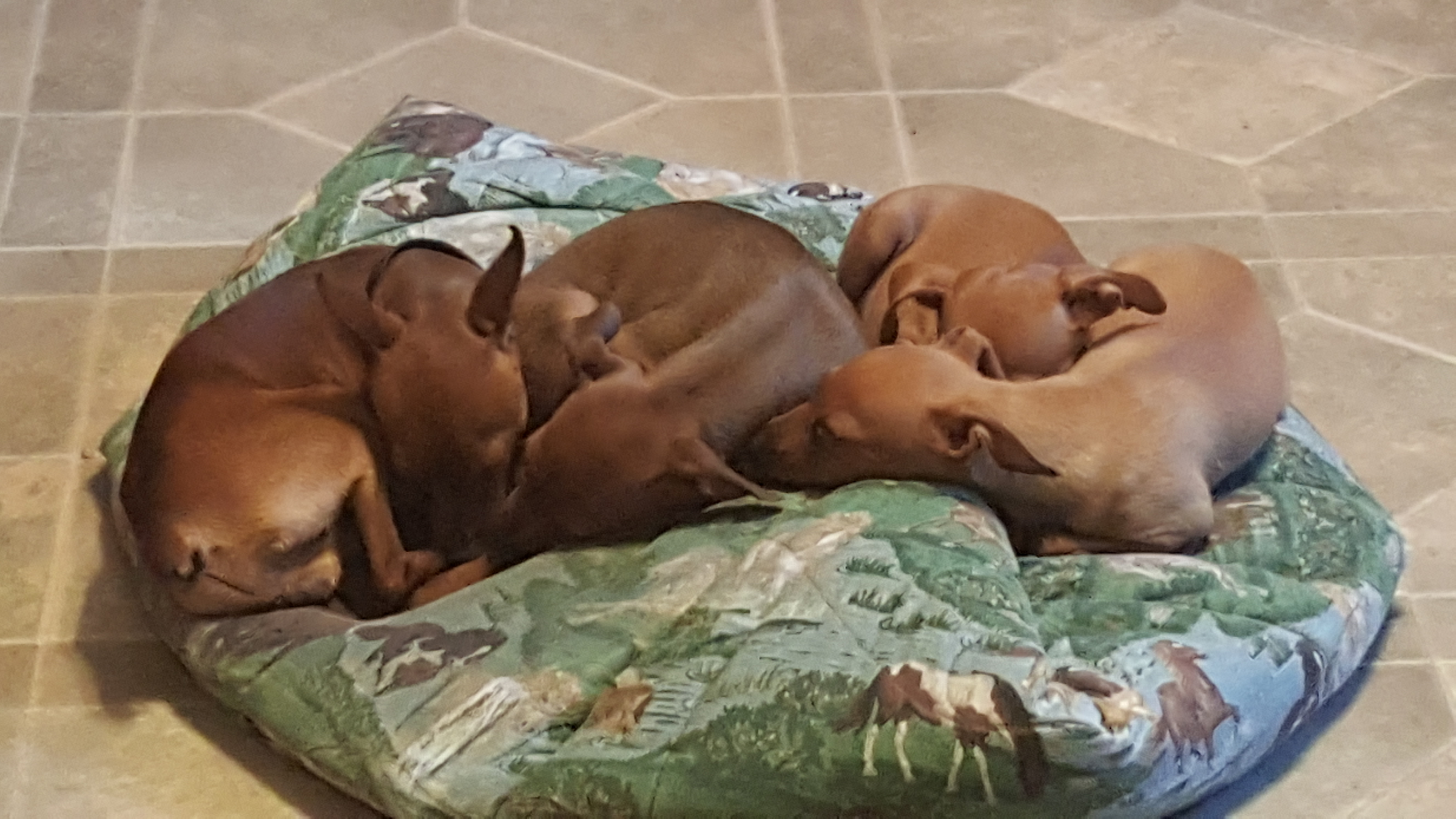 4-pups