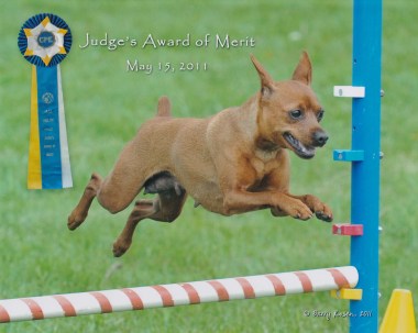 Princess Award of Merit